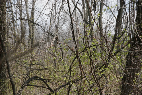 canoneos20d songbirds indiancreekwoods