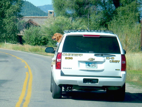 K-9 Unit - Teton County Sheriff Department - Jackson Hole Wyoming