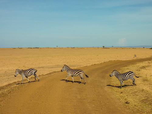 A real zebra crossing, Maasai Mara, Kenya