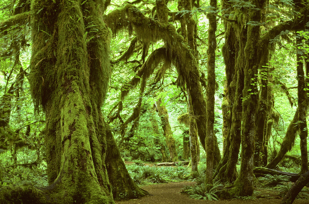 World&#8217;s Most Mysterious And Mesmerizing Forests That Will Leave You Breathless