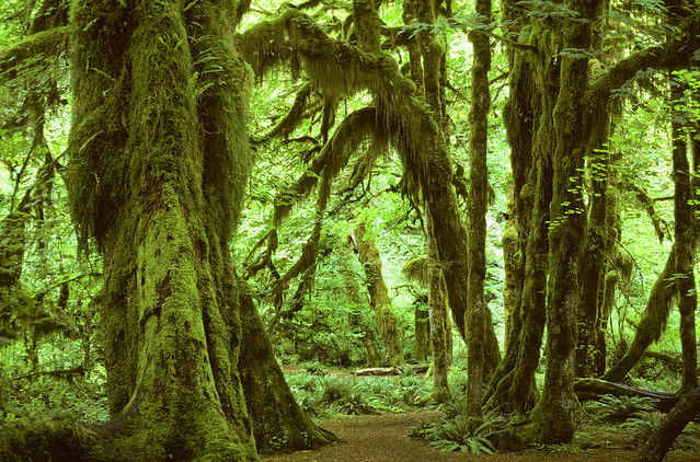Olympic National Park #1