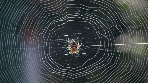 spider web araignée toile gardenspider épeire crossspider olibac épeirediadème olympussp560uz araneadiadematus