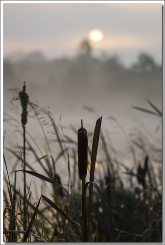 mist sunrise bristol geotagged earlymorning stokepark duchesspond geo:lat=51490202 geo:lon=2552326