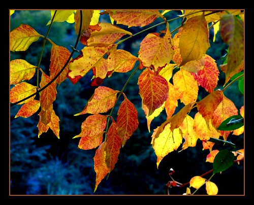 autumn leaves foglie lumix panasonic autunno dmcfz28 robertoagostini