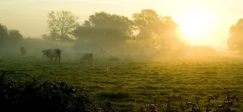 morning mist sunrise cows brume vaches matin leverdesoleil aficionados loireatlantique k10d pentaxk10d justpentax smcfa31mmf18ltd hfrp1