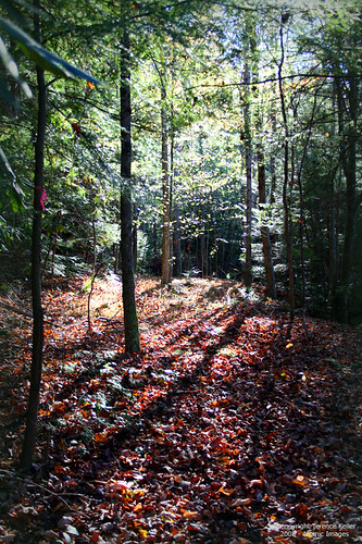 autumn trees fall forest woods nemo tn walk tennessee hike trail roane