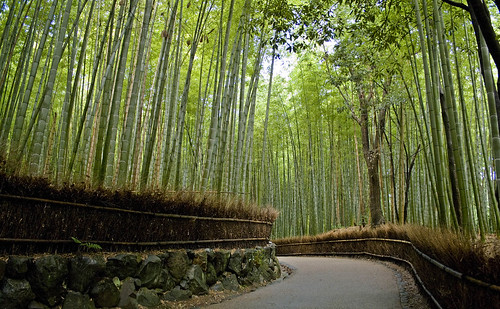 japan kyoto arashiyama bambooforest