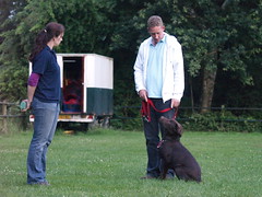 The Art Of Training A New Dog. 2