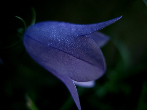 uk blue flower macro nature bell harlow essex