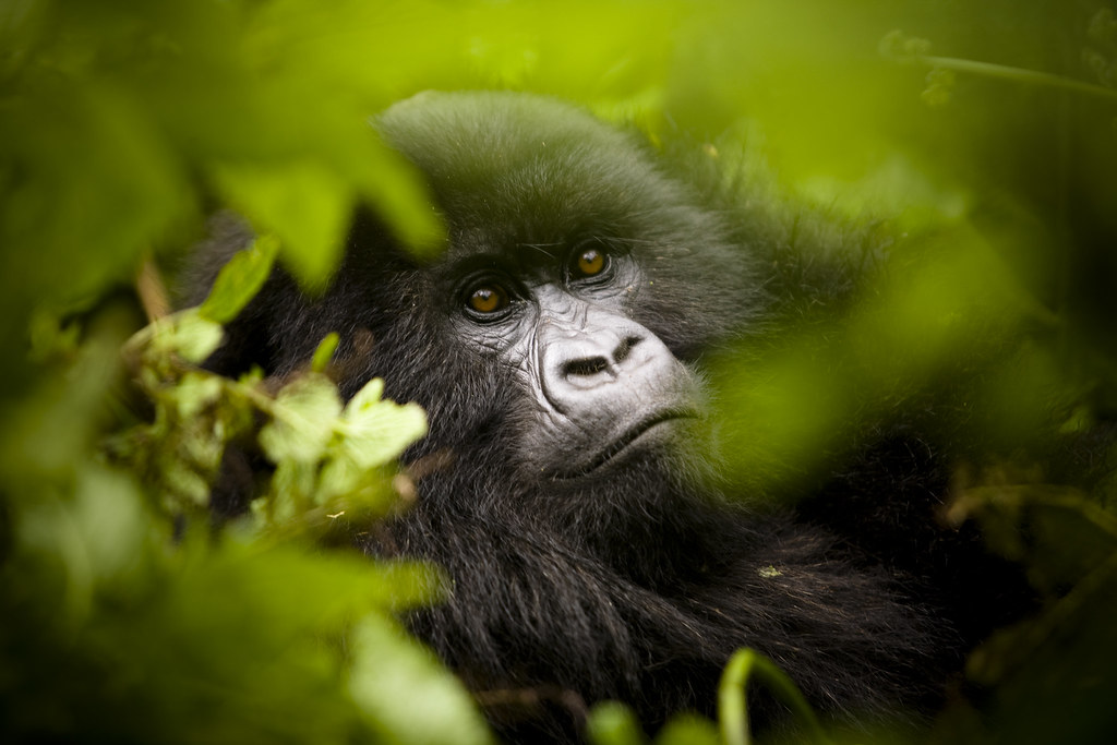 Gorilla Rwanda1