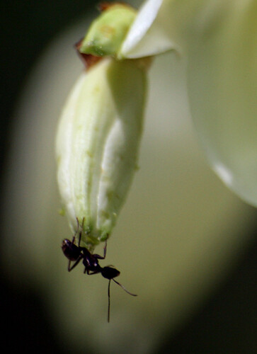 Ant on yucca