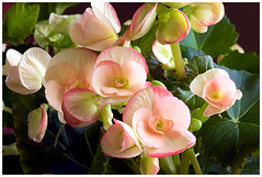 The Rieger Begonia
(Begonia sp.)
