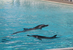 Mote Aquarium - Dolphins