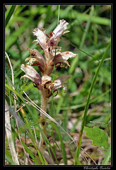 Orobanche commune (Orobanche caryophyllacea)