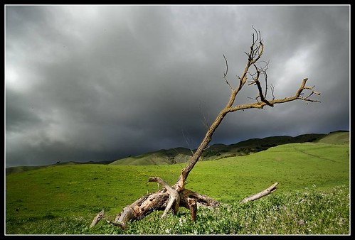 california park county sky tree nature dark geotagged dead ed nikon random 1224mmf4g eastbay sfbayarea d200 milpitas levin edlevincountypark nikond200 krobbie nikoncapturenx geo:lat=3746171 geo:lon=121869493
