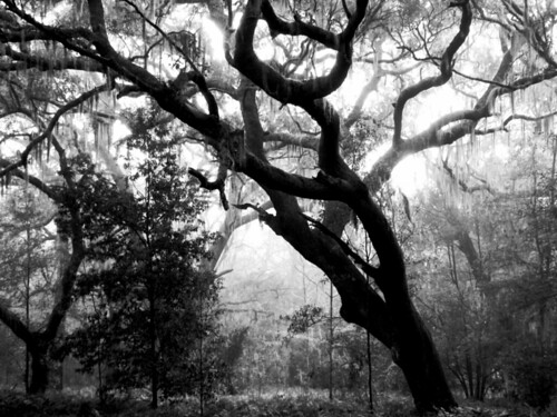 trees white mist black tree nature monochrome misty fog mystery landscape oak florida live foggy monochromatic eerie canopy oaks