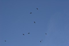 nine huge birds of prey overhead    MG 2075 