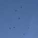 nine huge birds of prey overhead    MG 2075