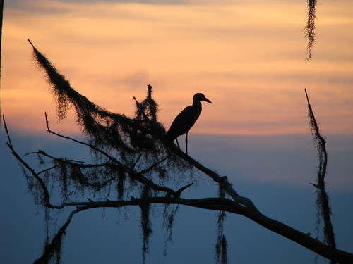 sunset bird florida stjohnsriver duvalcounty walterjonespark