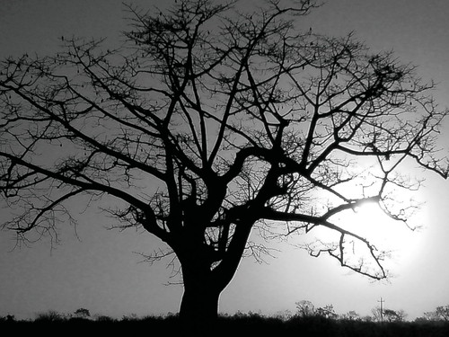 blackandwhite bw tree méxico sunrise mexico yucatan amanecer árbol tizimín blackwhitephotos rocoeno