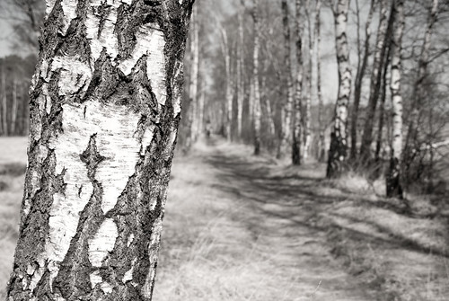 blackandwhite bw tree nature natur sw birch birken guessedhamburg guessedbyjtnikon difridi