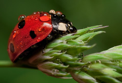 Wet ladybird