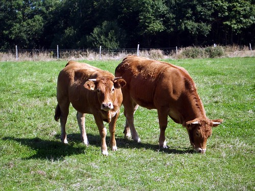 animals cattle bulls farmanimals