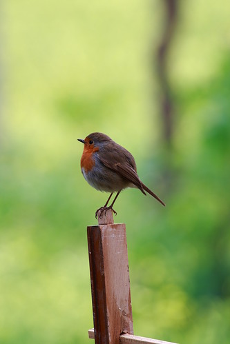 bird robin ave pájaro paxaro petirojo paporubio