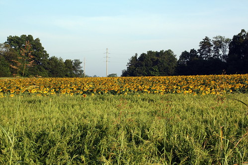 field nc farm sunflower lincolncounty ncpedia