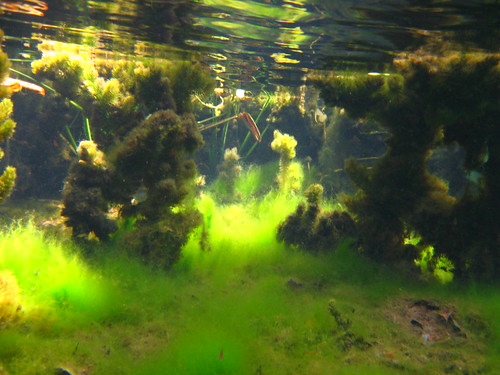 fish green animals forest underwater florida central snorkeling national springs algae alexander freshwater ocala