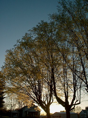 trees sunset spring buds stmeinradindiana