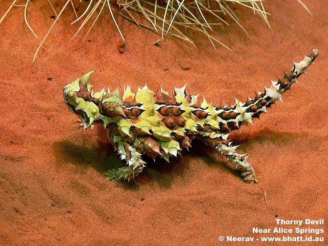 Thorny Devil - Alice Springs, Northern Territory