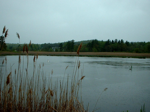 lake swan connecticut ct wetlands whitememorial