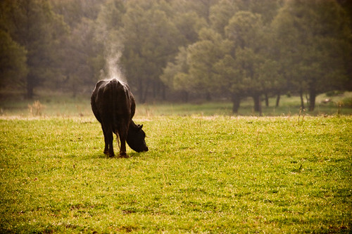 trees grass cow colorado steam pasture dcumminsusa dcummins 20080524canoneos20dimg0813edited1