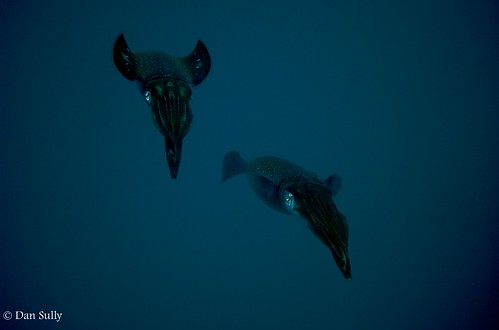 vacation underwater honduras squid roatan 1050mmf28