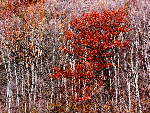 trees red white ontario macro fall colors landscape maple poplar colours hilton conservation falls 100mm lands 40d