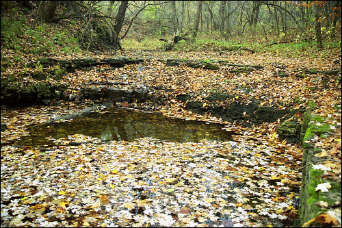 statepark autumn trees fall water leaves creek forest canon moss woods missouri 400uc autumncolor canona2e kodak400uc a2e floatingleaves westonbend westonbendstatepark