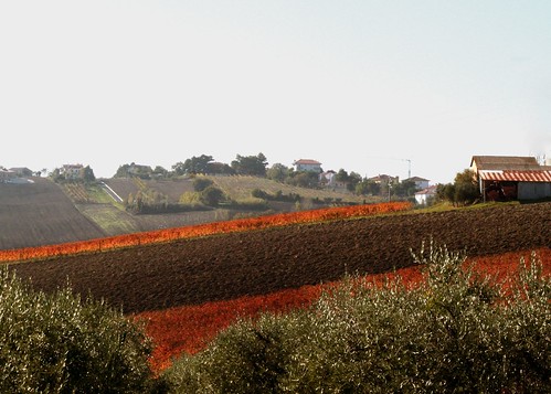 italy orange fall landscape view winery lemarche giusti