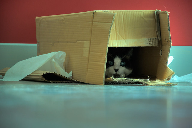 Cat in a Box