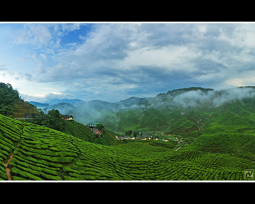 panorama digital tea highland cameron valley malaysia plantation fujifilm tanahrata pahang bharat blending ringlet s100fs