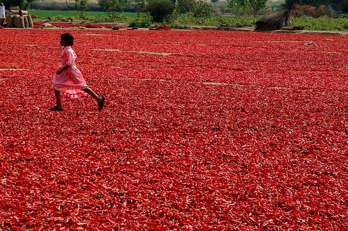 travel red india color chili desert spices plantation rosso viaggi spezie peperoncino encarnado rajastanthar