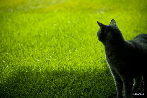 pet green grass cat washington backyard spokane kitty taz spokanewashington