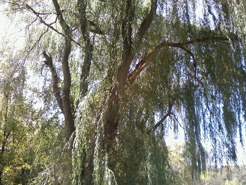 apple orchard willow weeping