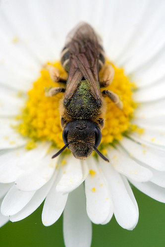 flower macro nature animal animals closeup garden insect insects 100mm bee daisy 虫 macrosdenaturaleza