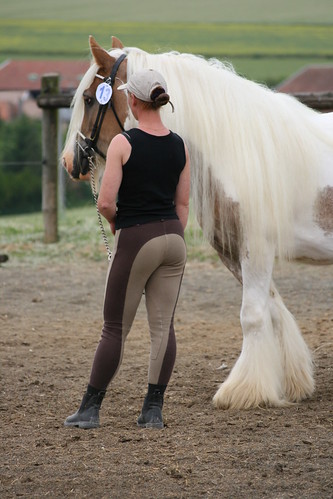 10 500views 500 concours tinker aube champagneardenne gypsyvanner gypsycob over500views domaineduvallon mesnilvallon