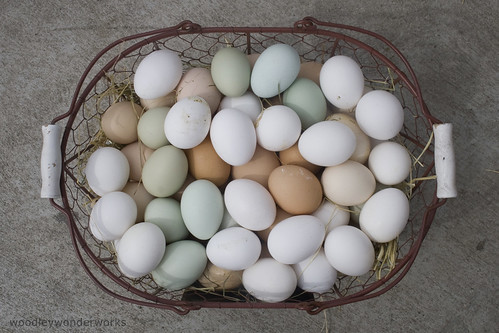 eggs of many colors