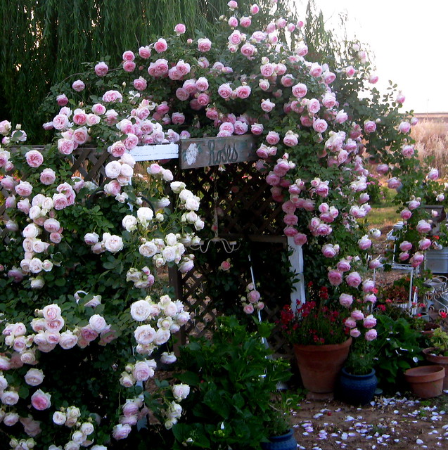 pink old english roses
