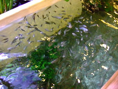 Kenko Fish Spa