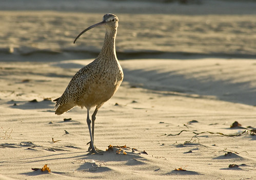 ocean california bird beach animals sunrise sand beak morrobay 70300mm canonrebelxti bendylegs