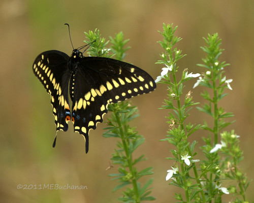 butterfly insect texas swallowtail papiliopolyxenes